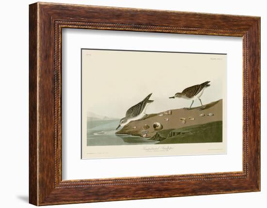 Semipalmated Sandpiper-John James Audubon-Framed Art Print
