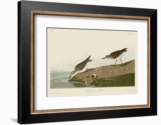 Semipalmated Sandpiper-John James Audubon-Framed Art Print