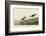 Semipalmated Sandpiper-John James Audubon-Framed Art Print