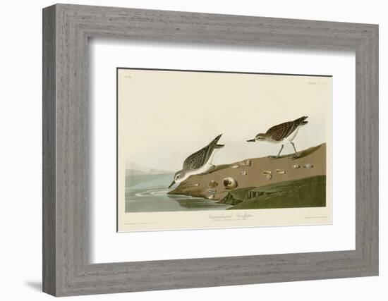 Semipalmated Sandpiper-John James Audubon-Framed Art Print