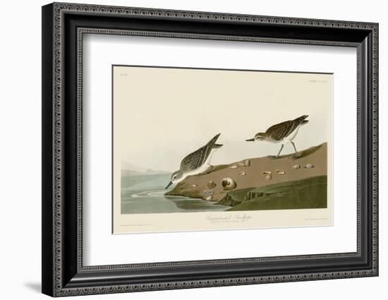 Semipalmated Sandpiper-John James Audubon-Framed Art Print