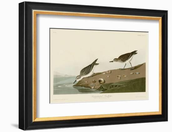 Semipalmated Sandpiper-John James Audubon-Framed Art Print