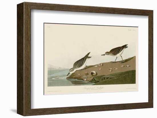 Semipalmated Sandpiper-John James Audubon-Framed Art Print