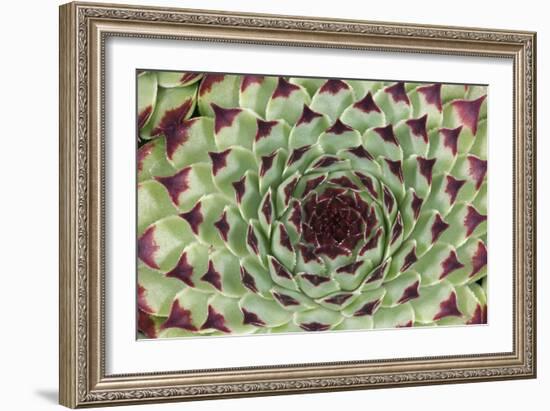 Sempervivum Calcareum-Dr. Keith Wheeler-Framed Photographic Print