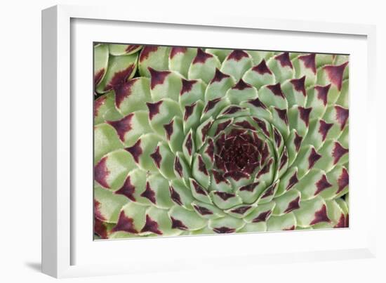 Sempervivum Calcareum-Dr. Keith Wheeler-Framed Photographic Print