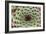 Sempervivum Calcareum-Dr. Keith Wheeler-Framed Photographic Print