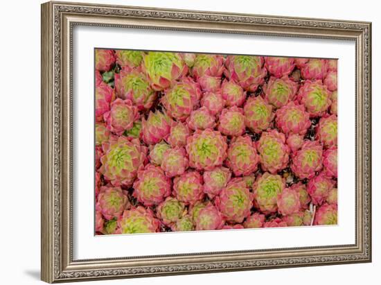 Sempervivum Cantabricum-Charles Bowman-Framed Photographic Print