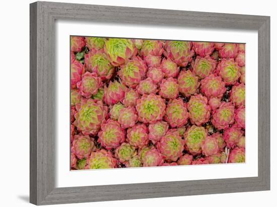 Sempervivum Cantabricum-Charles Bowman-Framed Photographic Print