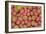 Sempervivum Cantabricum-Charles Bowman-Framed Photographic Print