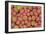 Sempervivum Cantabricum-Charles Bowman-Framed Photographic Print