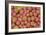 Sempervivum Cantabricum-Charles Bowman-Framed Photographic Print