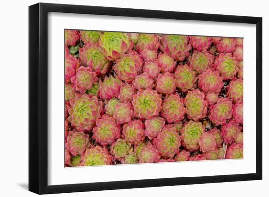 Sempervivum Cantabricum-Charles Bowman-Framed Photographic Print