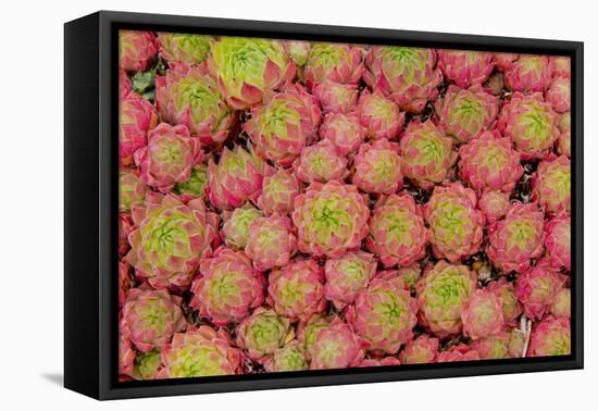 Sempervivum Cantabricum-Charles Bowman-Framed Premier Image Canvas