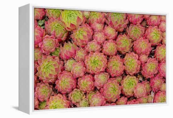 Sempervivum Cantabricum-Charles Bowman-Framed Premier Image Canvas