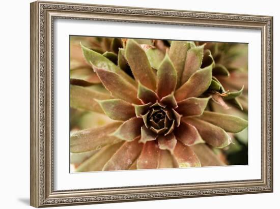 Sempervivum Royal Ruby-Erin Berzel-Framed Photographic Print