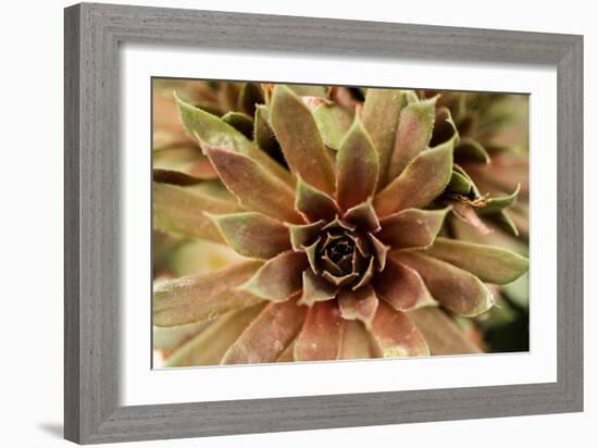 Sempervivum Royal Ruby-Erin Berzel-Framed Photographic Print