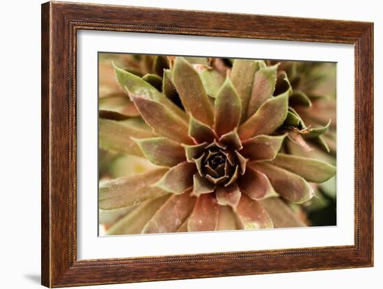 Sempervivum Royal Ruby-Erin Berzel-Framed Photographic Print