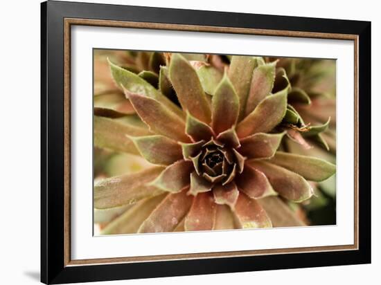 Sempervivum Royal Ruby-Erin Berzel-Framed Photographic Print