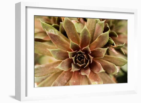 Sempervivum Royal Ruby-Erin Berzel-Framed Photographic Print