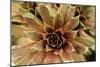 Sempervivum Royal Ruby-Erin Berzel-Mounted Photographic Print