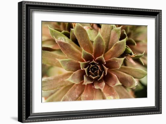 Sempervivum Royal Ruby-Erin Berzel-Framed Photographic Print