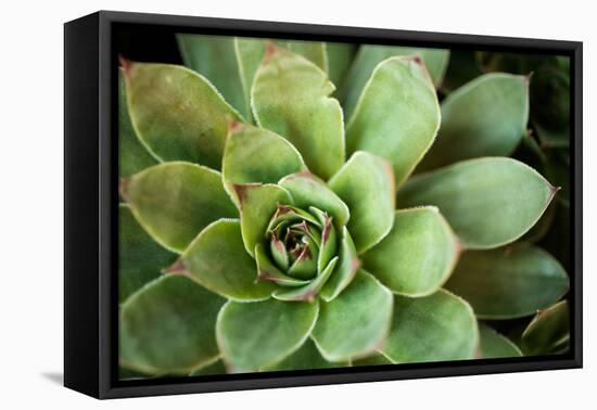 Sempervivum Rupicolum I-Erin Berzel-Framed Premier Image Canvas