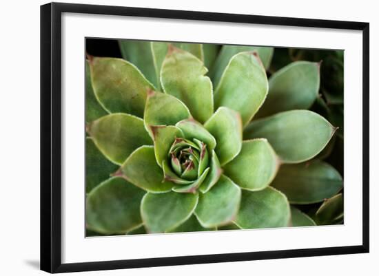 Sempervivum Rupicolum I-Erin Berzel-Framed Photographic Print