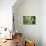 Sempervivum Rupicolum I-Erin Berzel-Photographic Print displayed on a wall