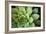 Sempervivum Rupicolum I-Erin Berzel-Framed Photographic Print