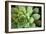 Sempervivum Rupicolum I-Erin Berzel-Framed Photographic Print