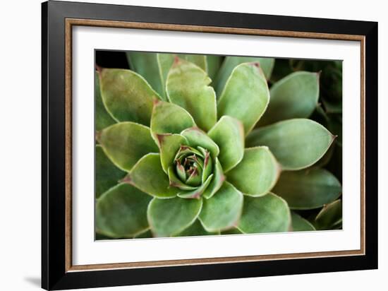 Sempervivum Rupicolum I-Erin Berzel-Framed Photographic Print