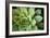 Sempervivum Rupicolum I-Erin Berzel-Framed Photographic Print