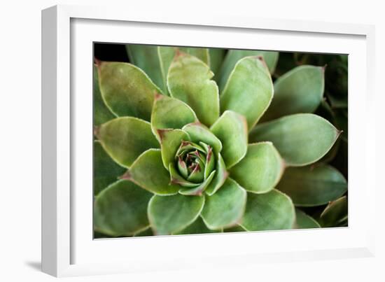 Sempervivum Rupicolum I-Erin Berzel-Framed Photographic Print