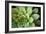 Sempervivum Rupicolum I-Erin Berzel-Framed Photographic Print