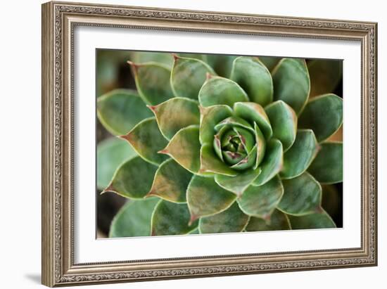 Sempervivum Rupicolum II-Erin Berzel-Framed Photographic Print