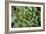 Sempervivum Rupicolum II-Erin Berzel-Framed Photographic Print