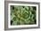 Sempervivum Rupicolum II-Erin Berzel-Framed Photographic Print