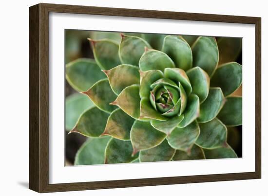 Sempervivum Rupicolum II-Erin Berzel-Framed Photographic Print