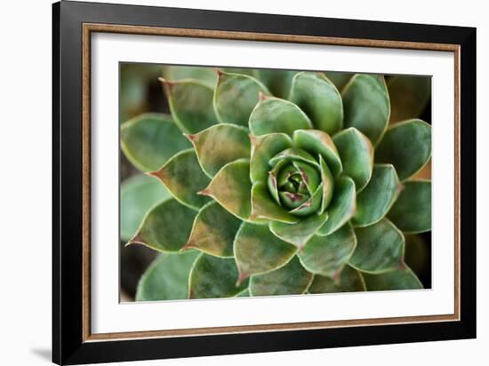 Sempervivum Rupicolum II-Erin Berzel-Framed Photographic Print