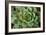 Sempervivum Rupicolum II-Erin Berzel-Framed Photographic Print