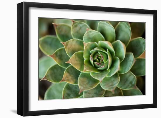 Sempervivum Rupicolum II-Erin Berzel-Framed Photographic Print