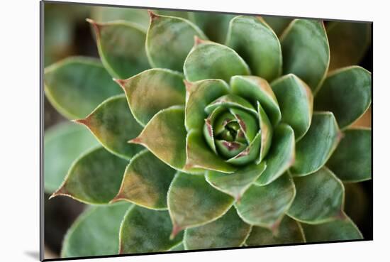 Sempervivum Rupicolum II-Erin Berzel-Mounted Photographic Print