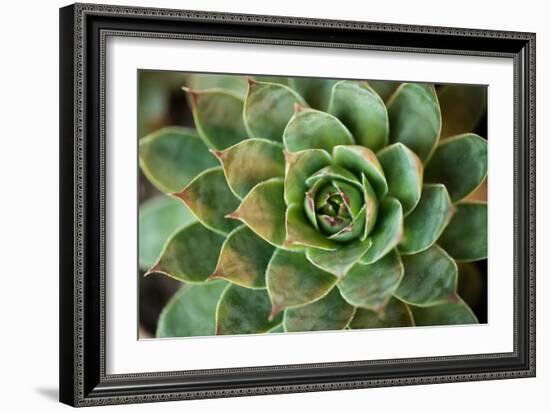 Sempervivum Rupicolum II-Erin Berzel-Framed Photographic Print