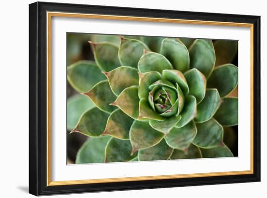 Sempervivum Rupicolum II-Erin Berzel-Framed Photographic Print