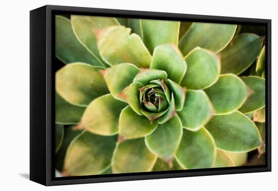 Sempervivum Rupicolum III-Erin Berzel-Framed Premier Image Canvas