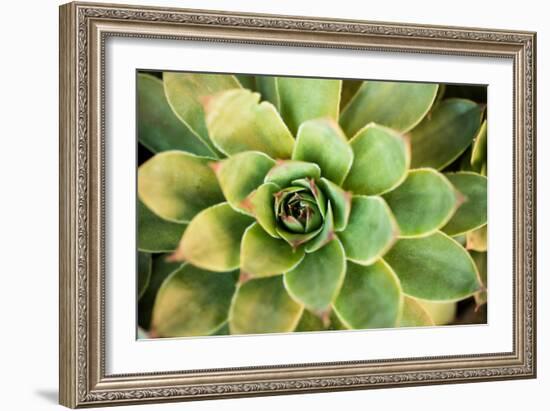 Sempervivum Rupicolum III-Erin Berzel-Framed Photographic Print