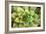 Sempervivum Rupicolum III-Erin Berzel-Framed Photographic Print