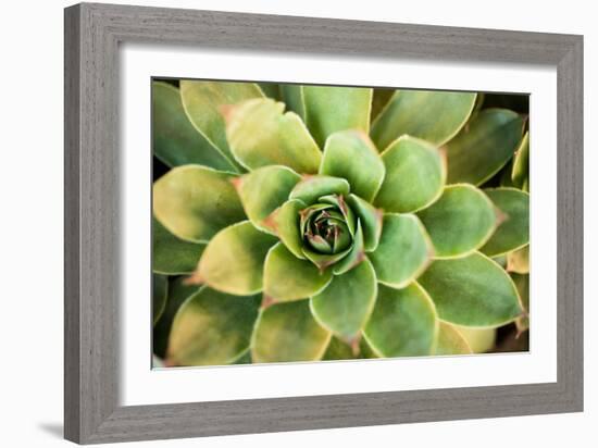 Sempervivum Rupicolum III-Erin Berzel-Framed Photographic Print