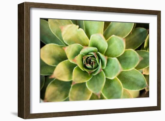 Sempervivum Rupicolum III-Erin Berzel-Framed Photographic Print