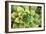 Sempervivum Rupicolum III-Erin Berzel-Framed Photographic Print